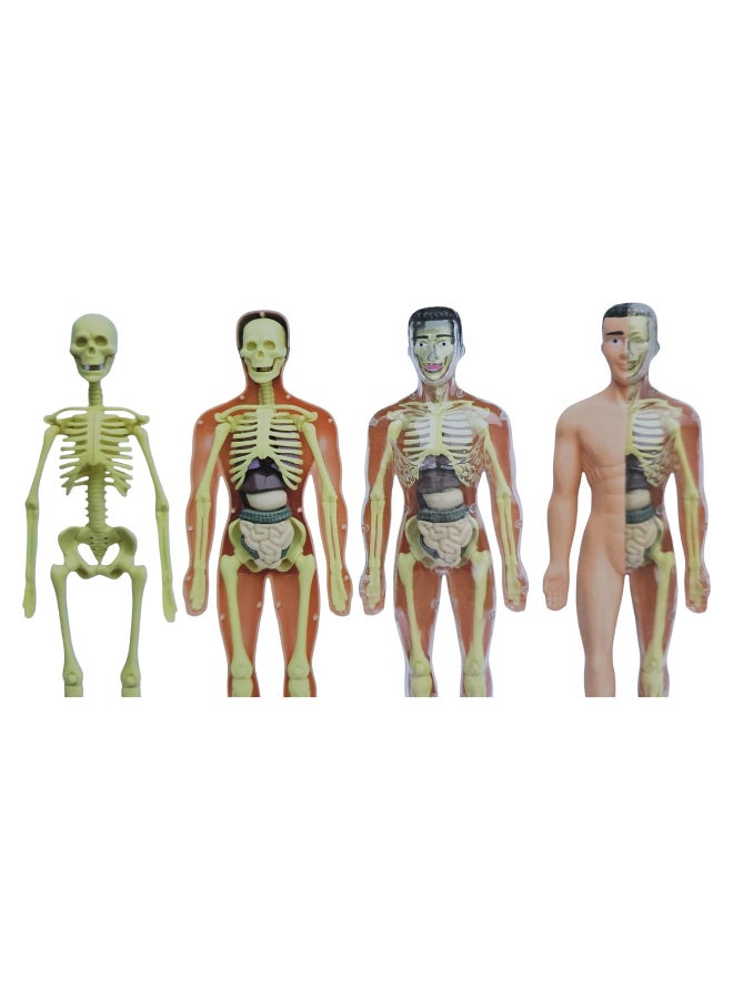 An educational tool consisting of a piece representing the human body and several organs that are attached to the body for teaching purposes, suitable for all ages. - Image 1